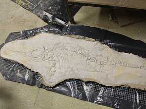 Odlitek fosilie Ichthyosaura - příprava pro montáž na fasádu budoucí galerie.