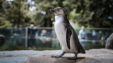 Tučňáci Humboldtovi obývají jižní polokouli, ale svým areálem zasahují až k rovníku – oproti jiným druhům hnízdí v tropickém pásmu na pobřeží Jižní Ameriky, kde teplota dosahuje i 30 °C. Letní tuzemské teploty jim proto nedělají sebemenší potíže.