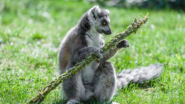 Lemur kata s pomlázkou (ilustrační snímek z roku 2016). 