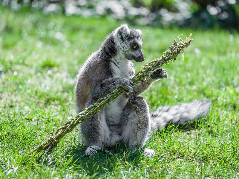 Lemur kata s pomlázkou (ilustrační snímek z roku 2016). 