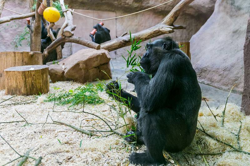 Gorilí teta Kamba oslavila padesátku.