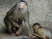 Zoo Praha má další mládě makaka vepřího; chová jej jako jediná v ČR.