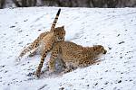 Ani sníh nezabrání našim gepardům předvádět návštěvníkům, jak zdatnými běžci jsou.