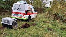 Pracovníci Záchranné stanice hl. m. Prahy pro volně žijící živočichy pomohli mladému bobrovi.