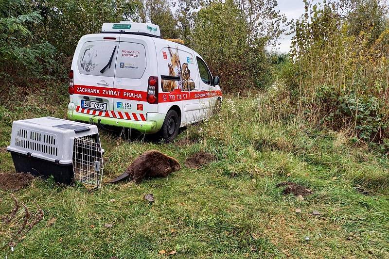 Pracovníci Záchranné stanice hl. m. Prahy pro volně žijící živočichy pomohli mladému bobrovi.
