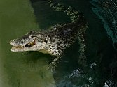 Snímky z krmení samičky krokodýla kubánského Sapfó byly pořízeny fotoaparátem ovládaným na dálku. Zvířata jsou od návštěvníků oddělena dvěma pletivy. GoPro kameru krokodýl rozkousal.