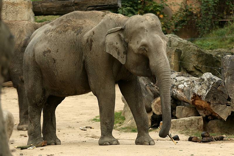 Z oslav a křtu knihy k 90ti letům Zoo Praha.