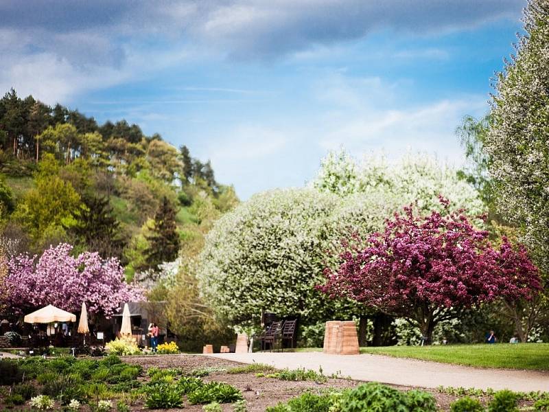 Rozkvetlé stromy v areálu Botanické zahrady v Praze.