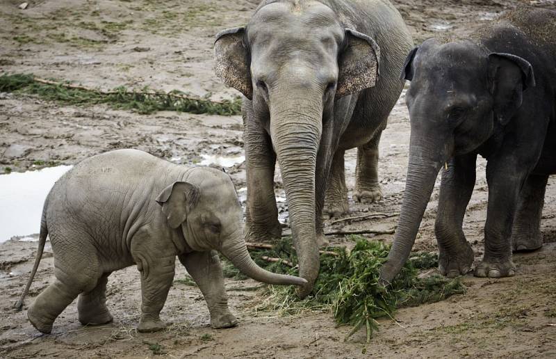 Sloni z pražské zoologické zahrady si pochutnali na větvích vánočního stromu ze Staroměstského náměstí.