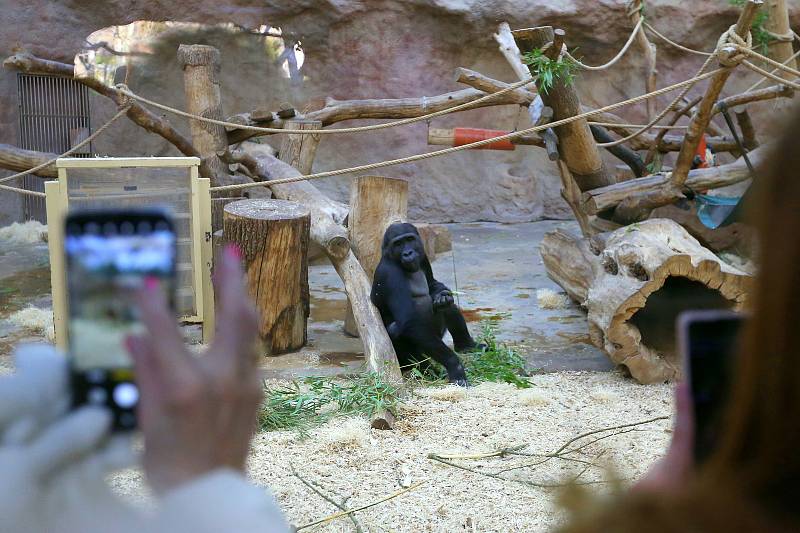 Gorilí teta Kamba oslavila padesátku.
