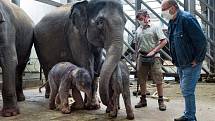 Vrchní chovatel slonů Martin Kristen a ředitel Zoo Praha Miroslav Bobek se slůňaty a jejich matkami (vpravo Tamara, teta novorozené samičky).