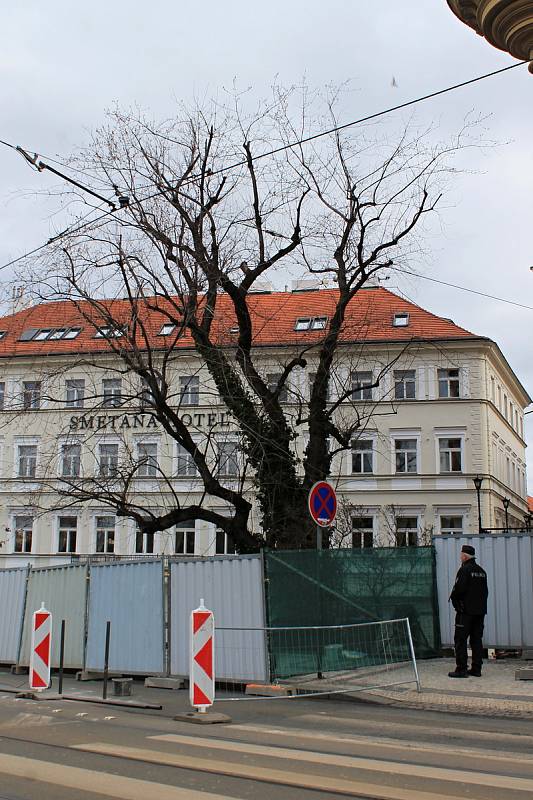Anenský trojúhelník. Vzrostlý javor, který chce městská část Praha 1 pokácet, hlídá policie.