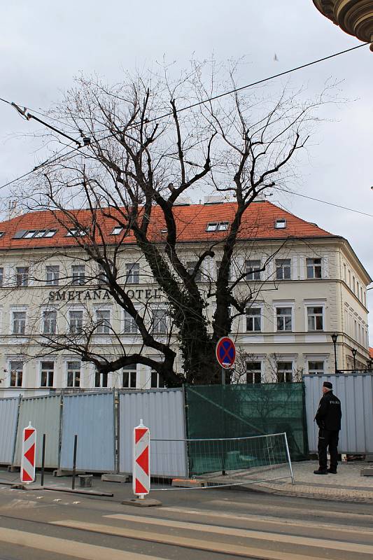 Anenský trojúhelník a vzrostlý javor.