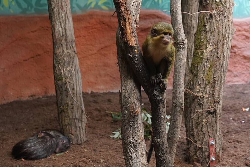 Rezervace Dja – nový pavilon goril v Zoo Praha