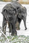 Nejvíce adoptivních rodičů a sponzorů v Zoo Praha mají sloni.