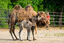 Jarní zoo je plná mláďat: Sameček velblouda dvouhrbého s tříletou matkou Fidorkou. Takto mladá samice velblouda v Zoo Praha mládě doposud neměla, svou roli zvládá bravurně.