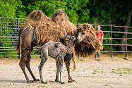 Jarní zoo je plná mláďat: Sameček velblouda dvouhrbého s tříletou matkou Fidorkou. Takto mladá samice velblouda v Zoo Praha mládě doposud neměla, svou roli zvládá bravurně.