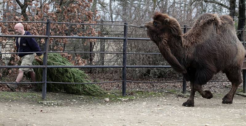 Krmení zubrů, velbloudů a slonů vánočními stromky včetně stromu ze Staroměstského náměstí v pražské zoo.