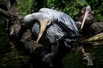 Tisíce lidí navštívili 6. července pražskou zoo. pelikán