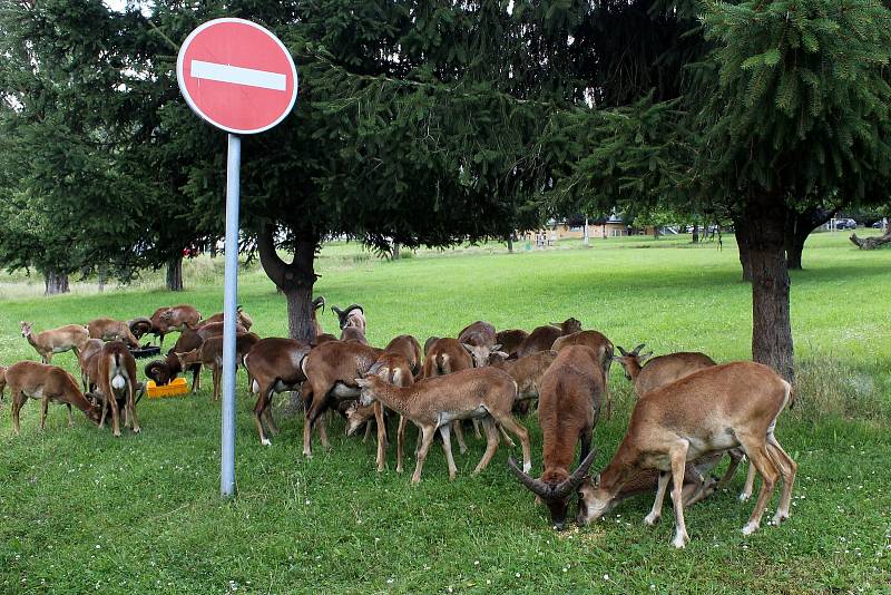 Fakultní Thomayerova nemocnice v Praze, krmení srnek a muflonů.