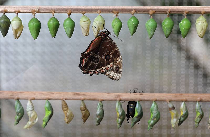 Trojská botanická zahrada slavnostně zahájila ve skleníku Fata Morgana v pořadí už sedmnáctou výstavu tropických motýlů.