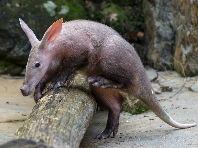 Sameček hrabáče kapského Kito byl velmi zvědavý a svůj první výlet do venkovní expozice v pražské zoologické zahradě si užíval.