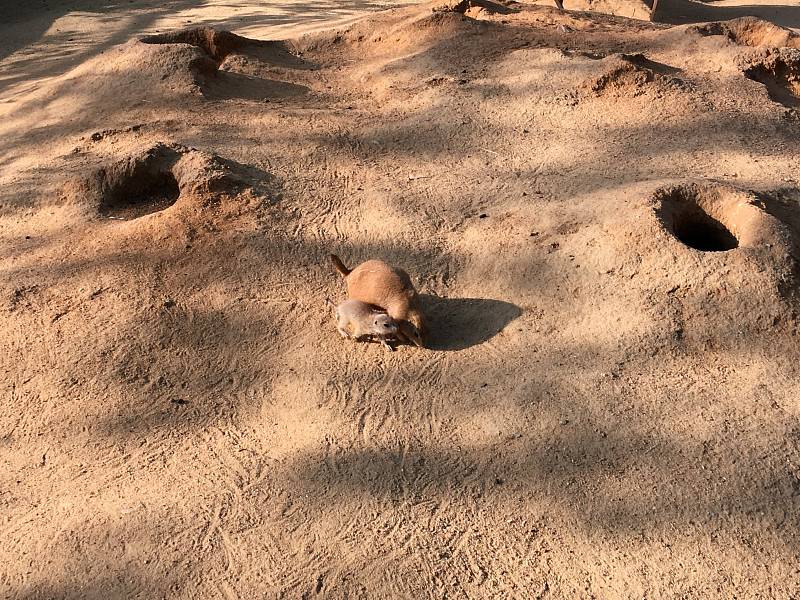 V zoologické zahradě v Praze můžete vidět i mládě psounů