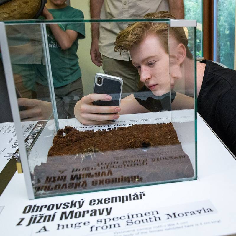 Praha jako první na světě vystavila největšího pavouka Evropy - slíďáka tatarského