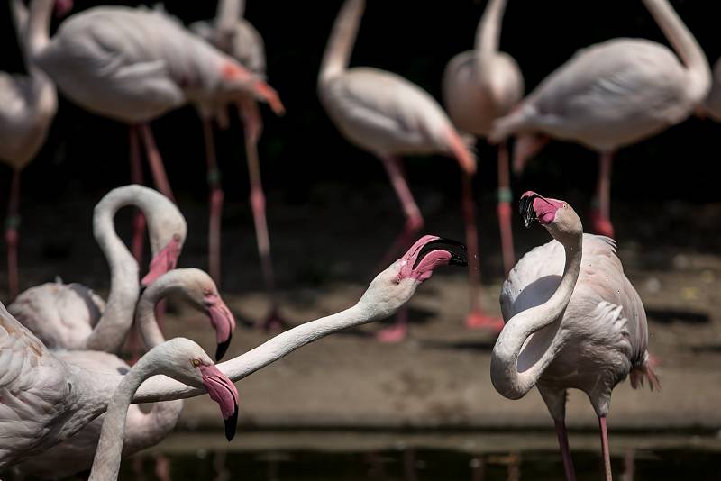 Tisíce lidí navštívili 6. července pražskou zoo. Plameňáci