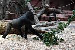 Zoo Praha slavnostně otevřela Rezervaci Dja, nový pavilon goril.