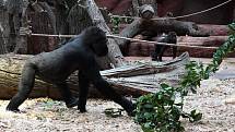 Zoo Praha slavnostně otevřela Rezervaci Dja, nový pavilon goril.