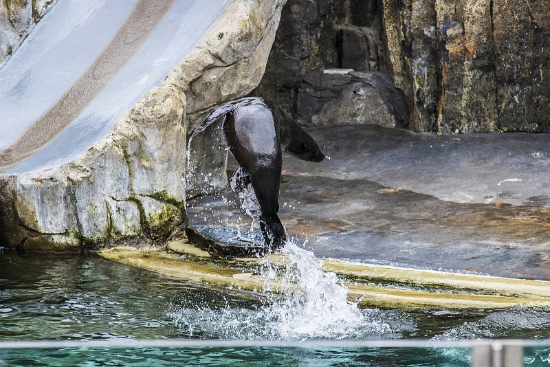 Štědrý den v pražské zoologické zahradě.