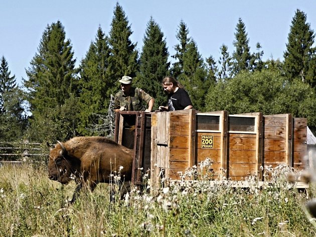 Zoo Praha se již opakovaně zasloužila o návrat zubrů do volné přírody, naposledy v roce 2011 do Národního parku Bieszczady v jihovýchodním Polsku.