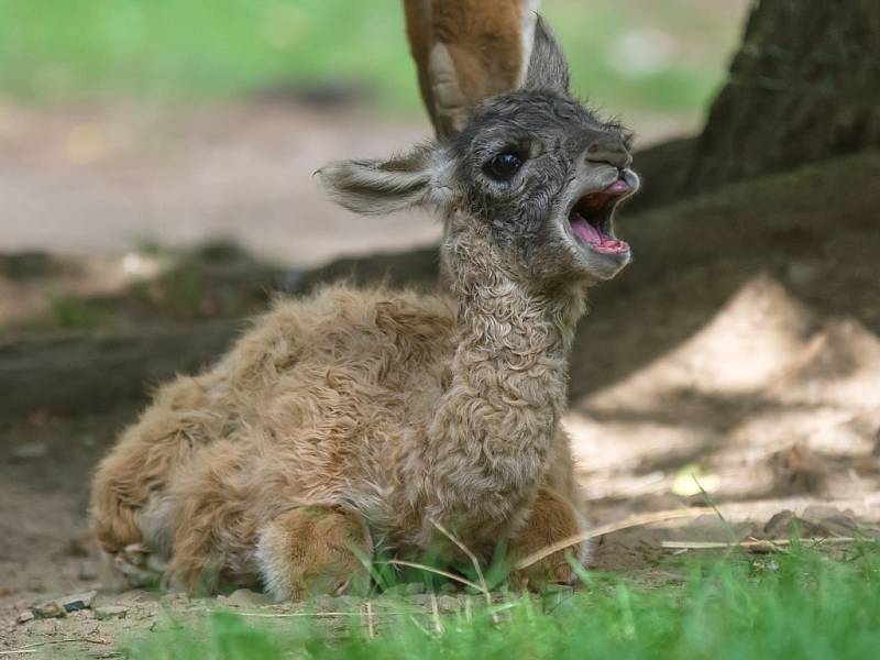 Mládě lamy guanako se narodilo ve čtvrtek 10. září 2015 v odpoledních hodinách ve venkovní expozici pražské zoo.