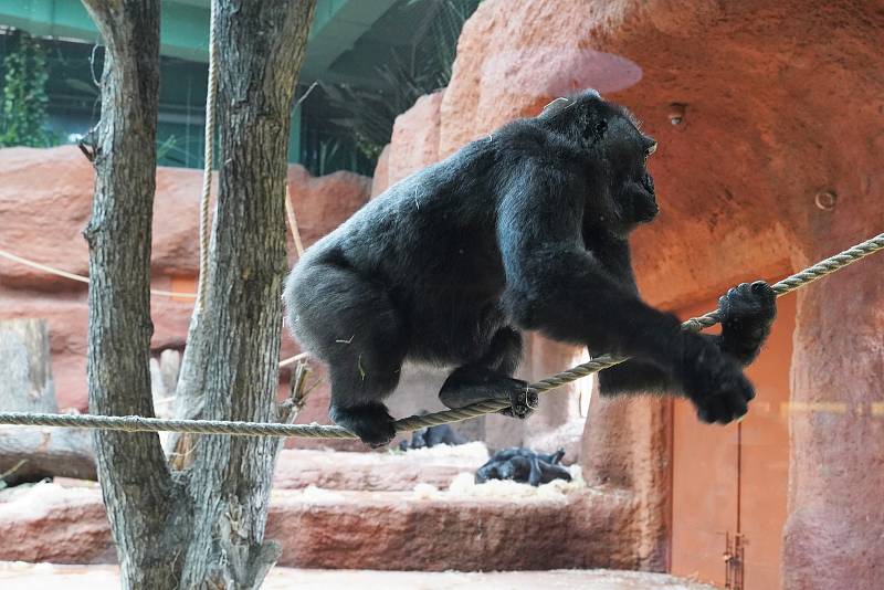 Rezervace Dja – nový pavilon goril v Zoo Praha