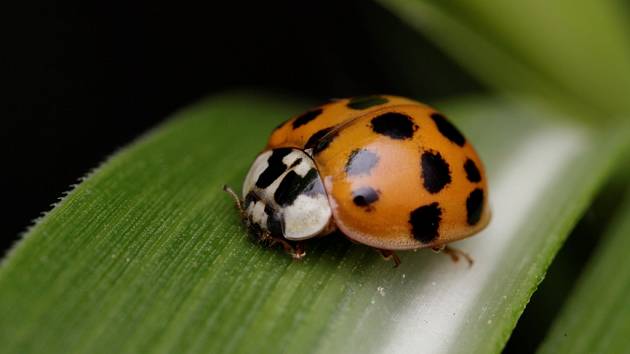 Tajemství hmyzu můžete v neděli odhalit v zoo na vycházce s entomologem. 