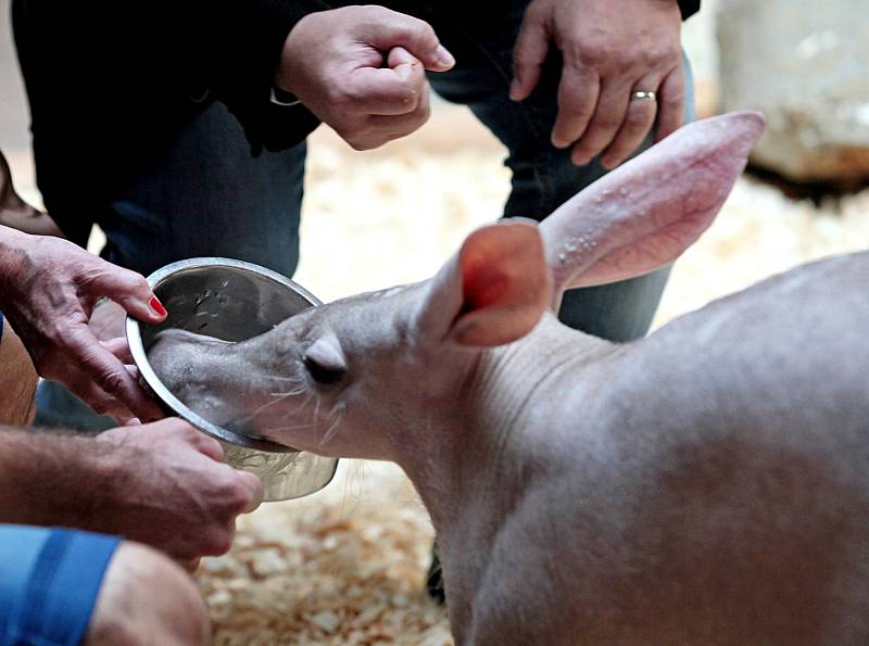 V Zoo Praha se uskutečnila jubilejní slavnost k 85.výročí otevření.