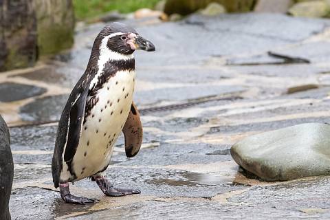 30. narozeniny tučňáka Karlíka.