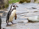 30. narozeniny tučňáka Karlíka.
