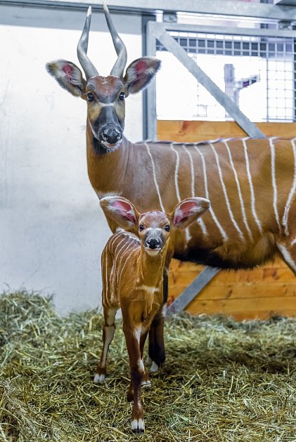 Samci i samice bonga horského mají dlouhé spirálovité rohy, mláďata se rodí už zbarvená jako rodiče.