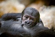 Mládě gorily nížinné se v Zoo Praha narodilo samici Duni 2. ledna krátce po deváté hodině večerní. Jde o vůbec první gorilí mládě narozené v novém pavilonu Rezervaci Dja. Pokud vše půjde dobře, dočká se pražská zoo v horizontu tří měsíců ještě jednoho.