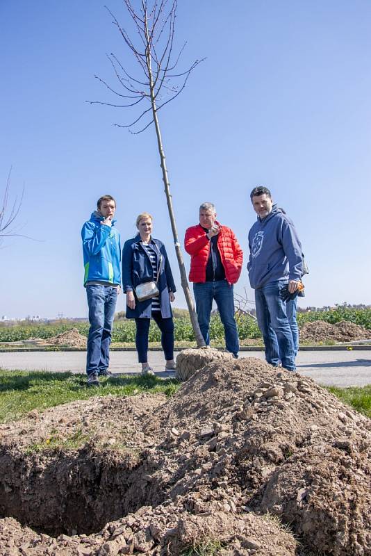 Alej se stovkou lip nově zkrášluje obec Vestec na Praze-západ. Dobrovolníci ji v sobotu 23. dubna vysadili na počest stého výročí loni zesnulého manžela britské královny prince Philipa.