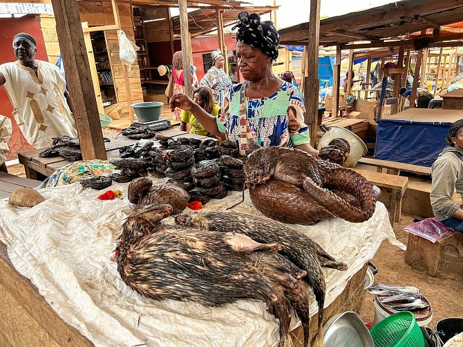 Dvanáct upytlačených luskounů nabízených k prodeji na tržišti Nkoabang v kamerunském Yaoundé vyfotografoval ve středu 16. února 2022 ráno ředitel Zoo Praha Miroslav Bobek.