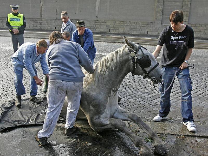 Záchrana splašeného koně na nábřeží kapitána Jaroše.