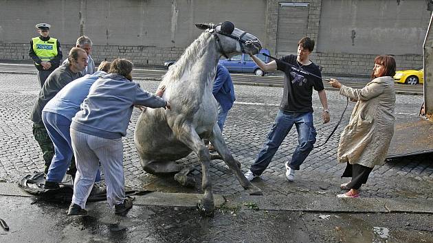 Záchrana splašeného koně na nábřeží kapitána Jaroše.