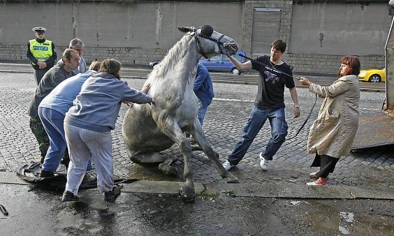 Záchrana splašeného koně na nábřeží kapitána Jaroše.