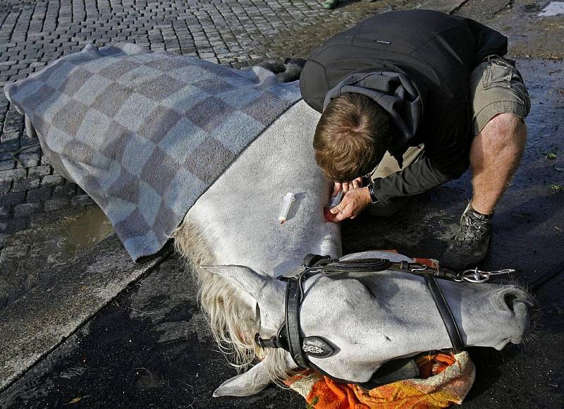 Záchrana splašeného koně na nábřeží kapitána Jaroše.