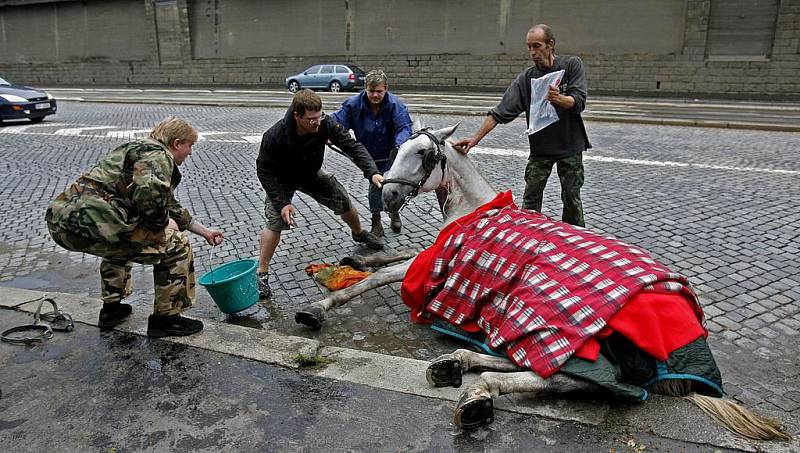 Záchrana splašeného koně na nábřeží kapitána Jaroše.