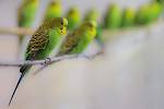 Andulka vlnkovaná patří k nejoblíbenějším exotickým ptákům v chovech. Původní zbarvení je zelenožluté, ale člověk vyšlechtil řadu dalších barev. V zoo chováme divokou formu andulek, které jsou drobnější než jejich zdomácnělé protějšky.
