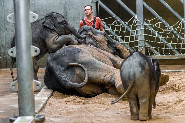 Sloni si koupel užívali. 